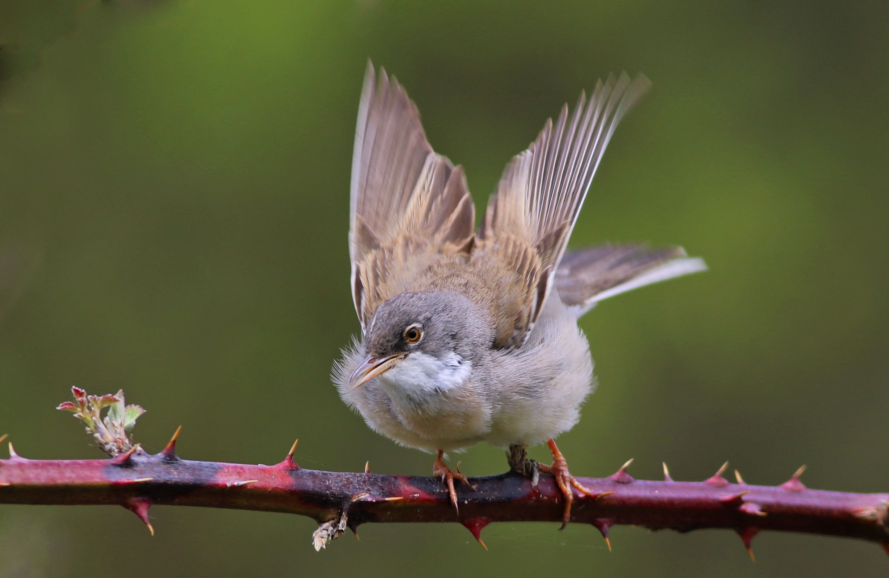 Greater Whitethroat